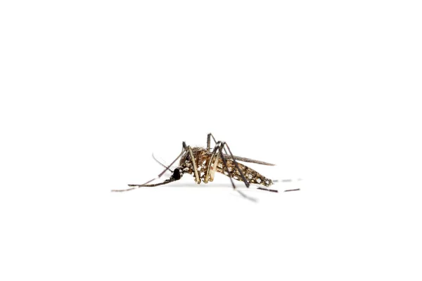 Closeup Mosquito Isolated White Background — Stock Photo, Image