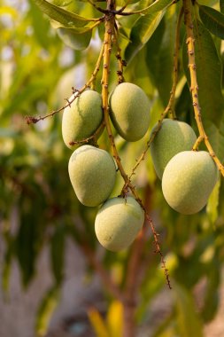 Ham yabani yeşil mango şube asılı, yakın çekim 