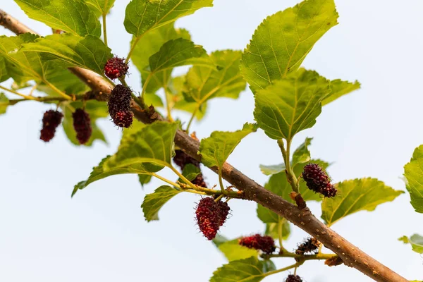 Fresh mulberry hanging on branch,  close-up — Stock Photo, Image