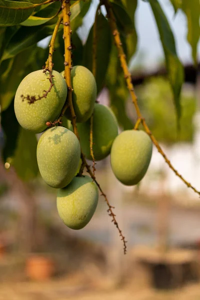 Сырые зеленые манго висят на ветке, крупным планом — стоковое фото