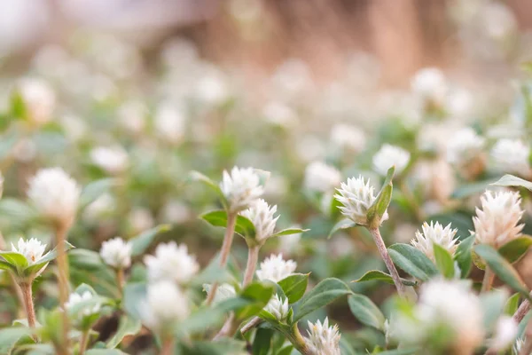 White globe amaranth in grass field green blurred background