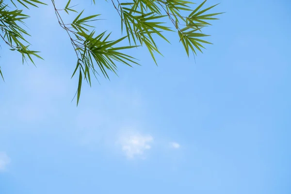 Fondo de verano con hojas de bambú y fondo de cielo azul — Foto de Stock