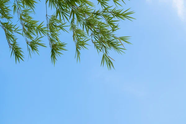 Fondo de verano con hojas de bambú y fondo de cielo azul — Foto de Stock