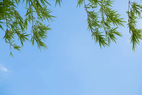 Fondo de verano con hojas de bambú y fondo de cielo azul — Foto de Stock