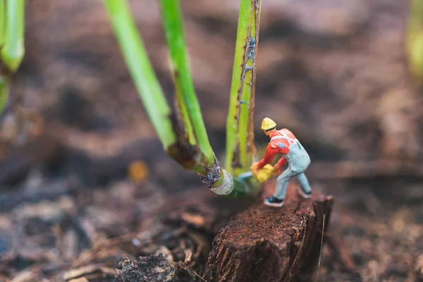 İşçi takımı ağaçla çalışıyor, doğa konseptini koruyor. — Stok fotoğraf