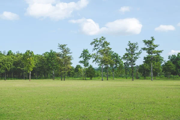 Park med grönt gräs fält — Stockfoto