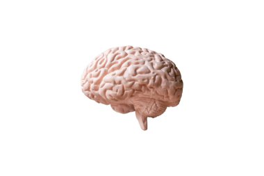 İnsan beyni anatomik modeli beyaz arkaplanda izole edildi