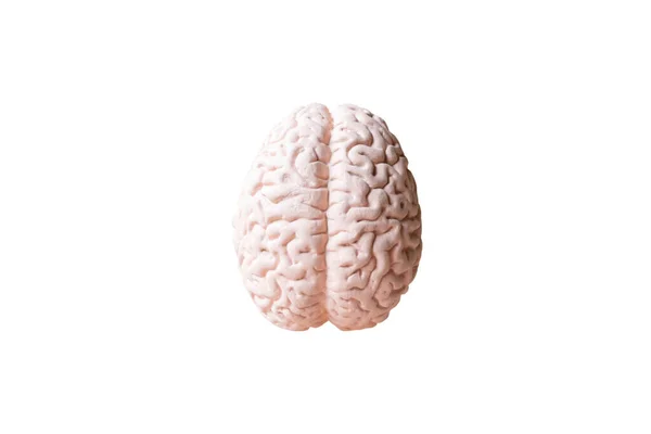 Anatomisches Modell Des Menschlichen Gehirns Isoliert Auf Weißem Hintergrund — Stockfoto