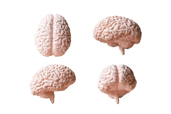 Modelo Anatómico Del Cerebro Humano Aislado Sobre Fondo Blanco —  Fotos de Stock