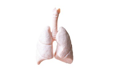 İnsan Ciğerleri Anatomik Modeli beyaz arkaplanda izole edildi