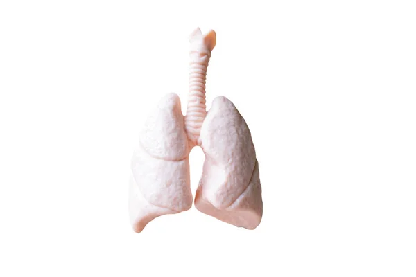 Human Lungs Anatomical Model Isolated White Background — Stock Photo, Image