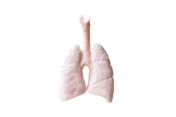 Human Lungs Anatomical Model Isolated White Background — Stock Photo, Image