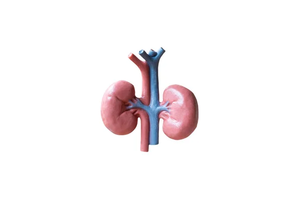 Human Kidneys Anatomical Model Isolated White Background — Stock Photo, Image