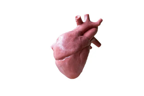Modelo Anatómico Del Corazón Humano Aislado Sobre Fondo Blanco — Foto de Stock