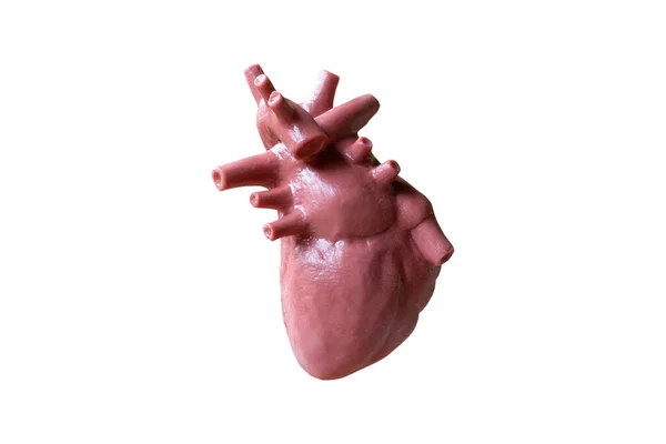 Anatomisches Modell Des Menschlichen Herzens Isoliert Auf Weißem Hintergrund — Stockfoto