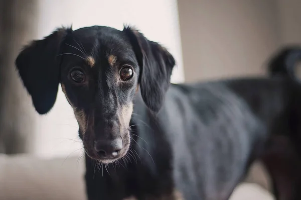 Siyah Yumuşak Sarkık Kulaklı Saluki Köpek Yavrusu Yatay Closeup Kameraya — Stok fotoğraf