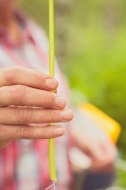 Bir yenilebilir bitki gösterilen bir kadın. Finlandiyalı bir doğa ekolojik, sağlıklı ve besleyici, doğadan düz temiz çiğ gıda bir sürü sunuyor