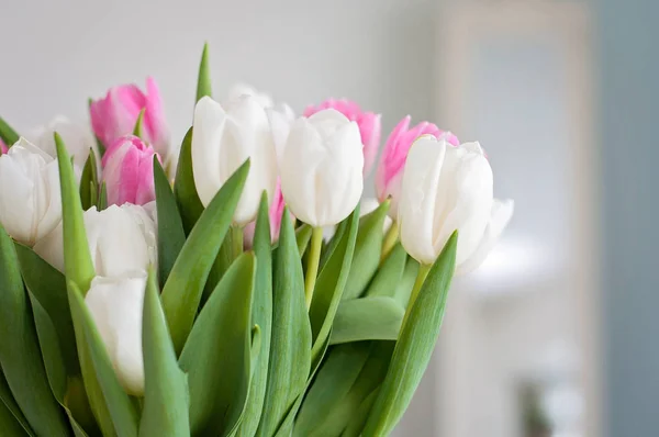 Beyaz ve Pembe lale beyaz bir tablo bahar dekorasyon arka plan olarak kullanılan