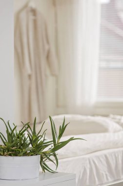 Ev yatak odası iç yumuşak, lüks ve uyumlu dekorasyonu ile davet. Aloe vera bitki ön plan ve sabah güneşi penceresinden parlak ise arka plan üzerinde asılı bir bornoz