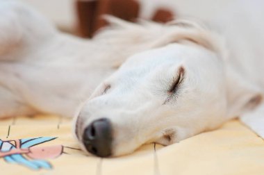 Rahat ve sakin bir şekilde yatakta uyuyan bir küçük şirin safkan beyaz saluki köpek yavrusu (Farsça greyhound).
