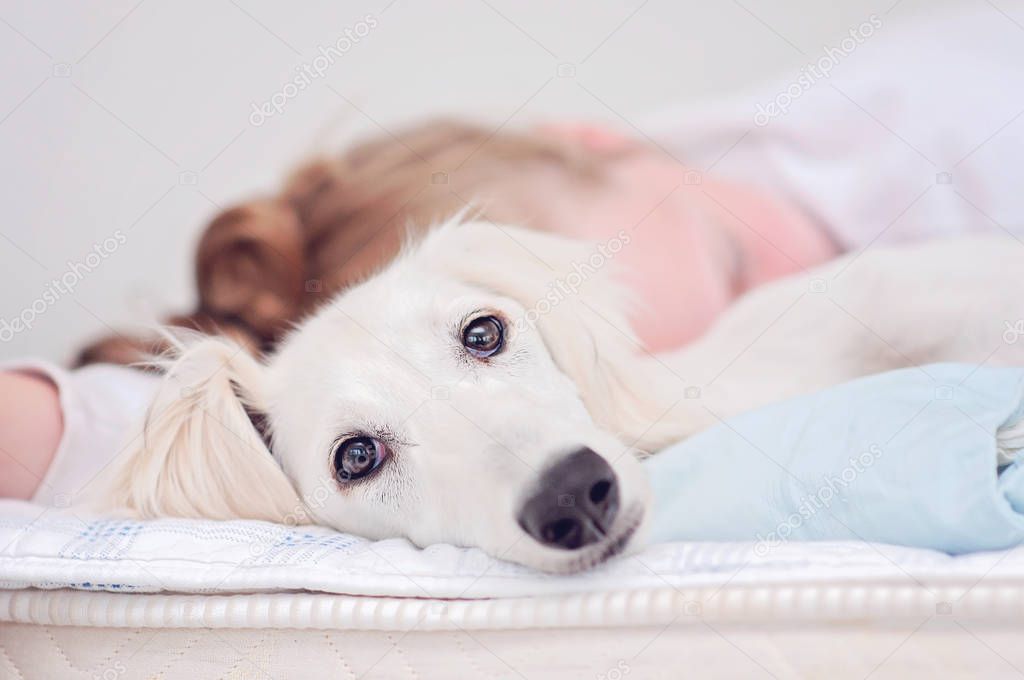A closeup of a relaxed dog, little cute white saluki puppy (persian greyhound) together with a young girl who owns the pet. A tired teenager is resting blurry on the background.