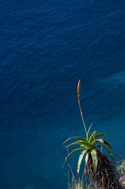 Yüksek denizlerde Garajau, Funchal Madeira Portekiz ile inanılmaz bir manzara. 