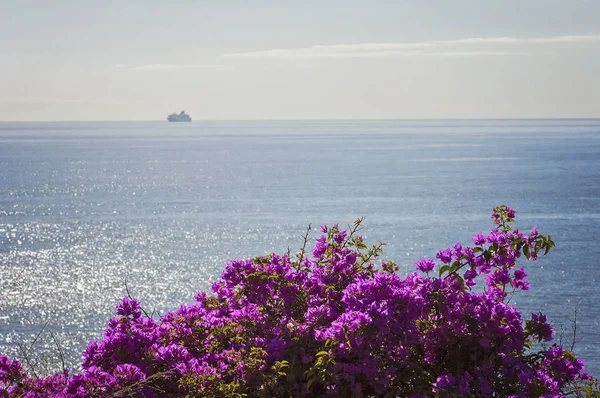 Vivenciando Funchal Madeira Sua Incrível Natureza Portugal Uma Ilha Paradisíaca — Fotografia de Stock