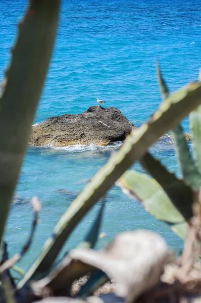 A seagull bird all alone on a rock surrounded by the Aegean sea,