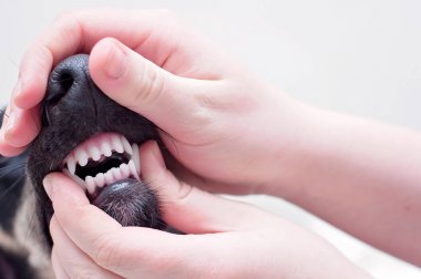 Bir diş sağlığı kontrolü ve bir köpeğin temiz dişleri, küçük bir siyah Saluki yavru bir ağız tutarak