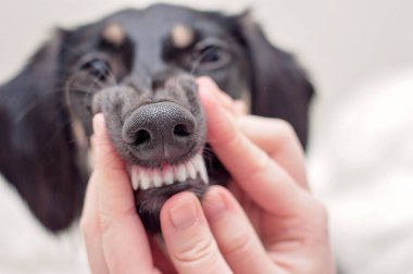 Bir diş sağlığı kontrolü ve bir köpeğin temiz dişleri, küçük bir siyah Saluki yavru bir ağız tutarak