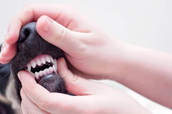 A dental health check and clean teeth of a dog, holding a mouth of a little black saluki puppy