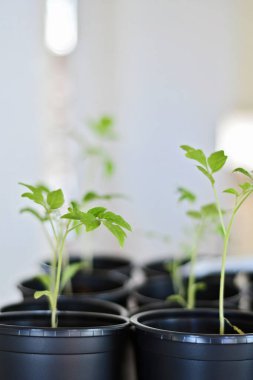 Domates filizleri. Kendi kendine yetme, organik gıda, sürdürülebilirlik. Bir bahçe serasında domates yetiştirmek.