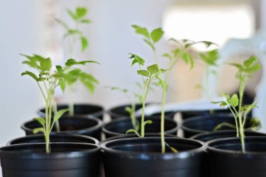 Domates filizleri. Kendi kendine yetme, organik gıda, sürdürülebilirlik. Bir bahçe serasında domates yetiştirmek.