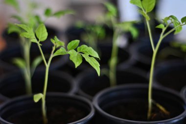 Domates filizleri. Kendi kendine yetme, organik gıda, sürdürülebilirlik. Bir bahçe serasında domates yetiştirmek.