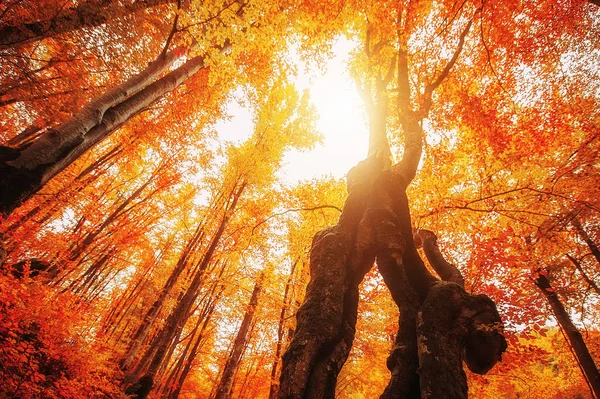 Árboles de otoño de colores en el bosque. imagen tonificada vintage. naturales — Foto de Stock