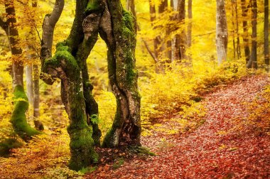 sonbahar manzara. derin ormanda renkli ağaçlar