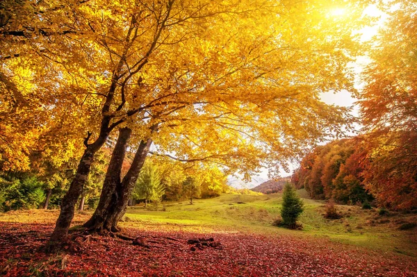 Árvore bonita com folhas coloridas na floresta de outono ensolarada. natu — Fotografia de Stock