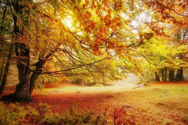 Outono paisagem. árvores coloridas na floresta profunda — Fotografia de Stock