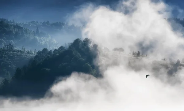 Vogel vliegen boven de wolken in de bergen. prachtige natuur — Stockfoto