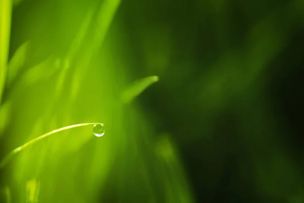 Primer plano hierba verde fresca con rocío de la mañana. verano natural o sp — Foto de Stock