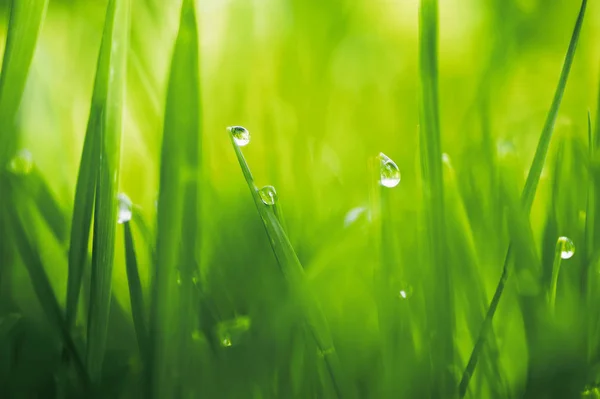 Nahaufnahme frisches grünes Gras mit Morgentau. Natursommer oder sp — Stockfoto