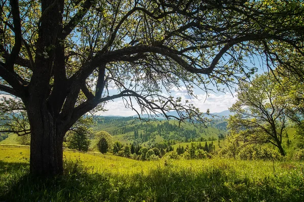 Hermoso paisaje rural con árbol verde, vista a la montaña en hor —  Fotos de Stock