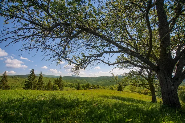 Hermoso paisaje rural con vista a la montaña en el horizonte y bl —  Fotos de Stock
