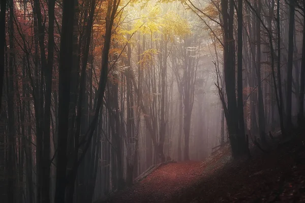 Paisaje de otoño. bosque de niebla misteriosa — Foto de Stock