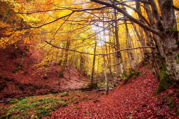 Árboles coloridos en el bosque soleado. Fondo natural de otoño — Foto de Stock
