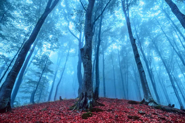 Mystisk dimmig skog. naturlig höst bakgrund — Stockfoto