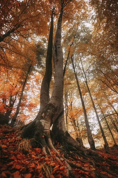 Árvores coloridas de outono na floresta. foto tonificada vintage. natural — Fotografia de Stock