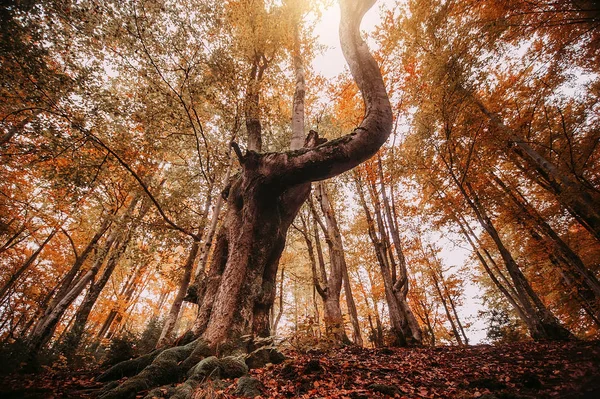 Kolorowych jesiennych drzew w lesie. rocznika stonowany obraz. Naturalne — Zdjęcie stockowe