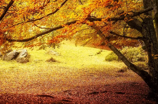 秋の風景。深い森のカラフルな木々 — ストック写真