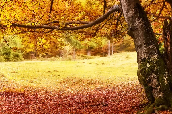 Осенний пейзаж. красочные деревья в глубоком лесу — стоковое фото